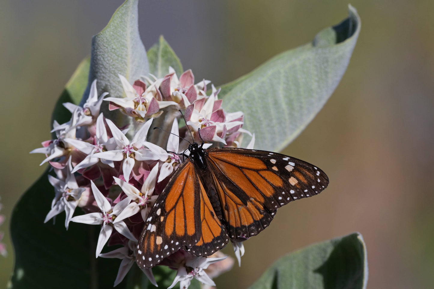 Earth Day Don't Hesitate, Pollinate - Milkweed Flower Mix