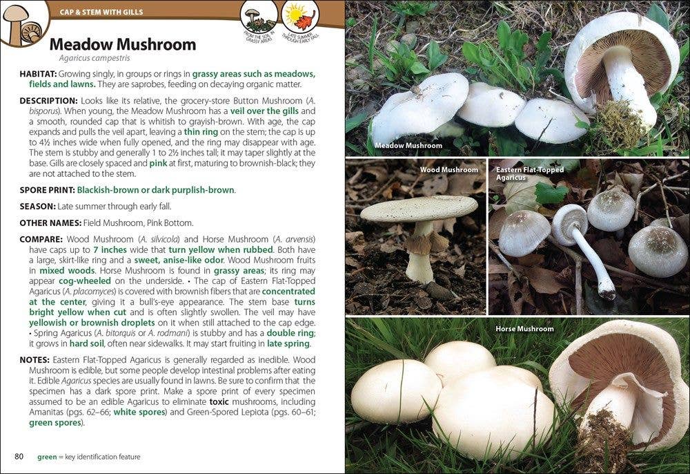 Mushrooms of the Northeast