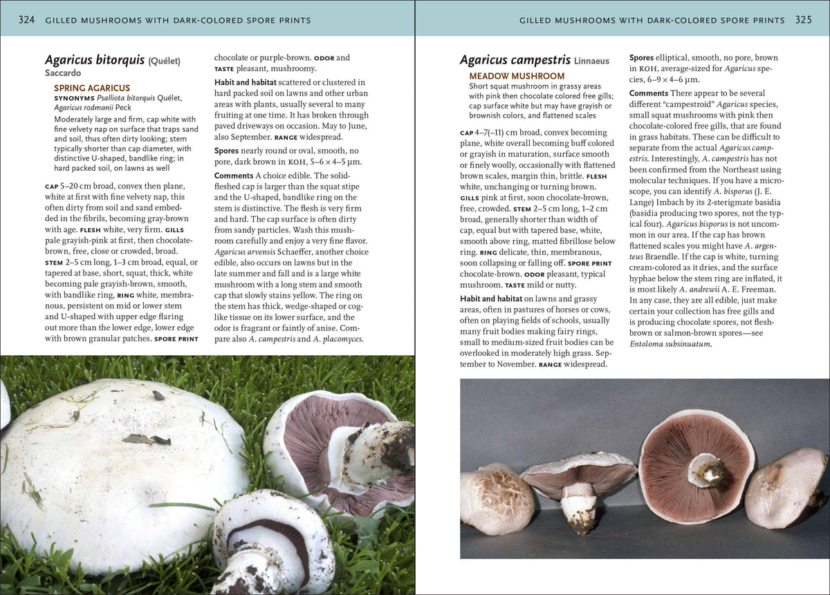 Mushrooms of Northeastern US and Eastern Canada