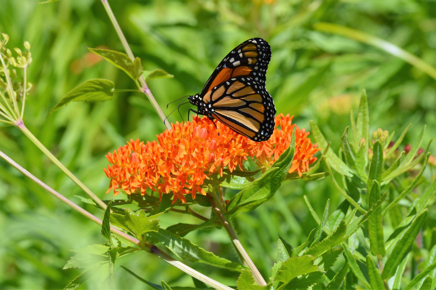 Earth Day Don't Hesitate, Pollinate - Milkweed Flower Mix