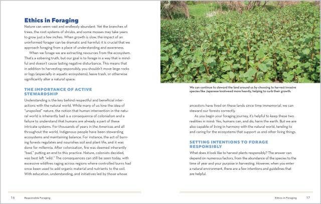 How to Forage for Medicinal Plants Without Dying