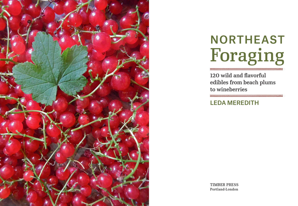 Northeast Foraging