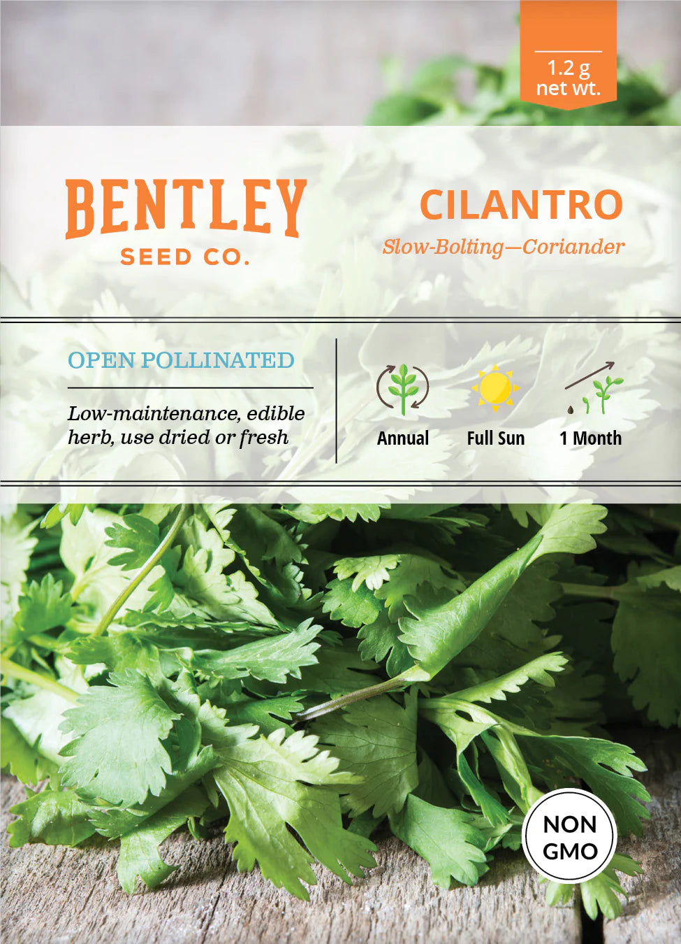 Cilantro