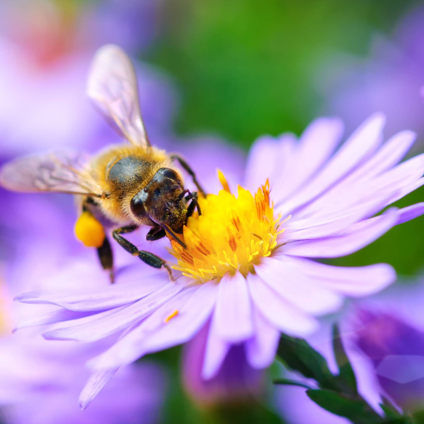 Bee Kind Help Pollinators Kraft Bee- Flower Mix Seed Packets