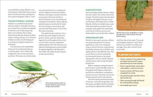 How to Forage for Medicinal Plants Without Dying