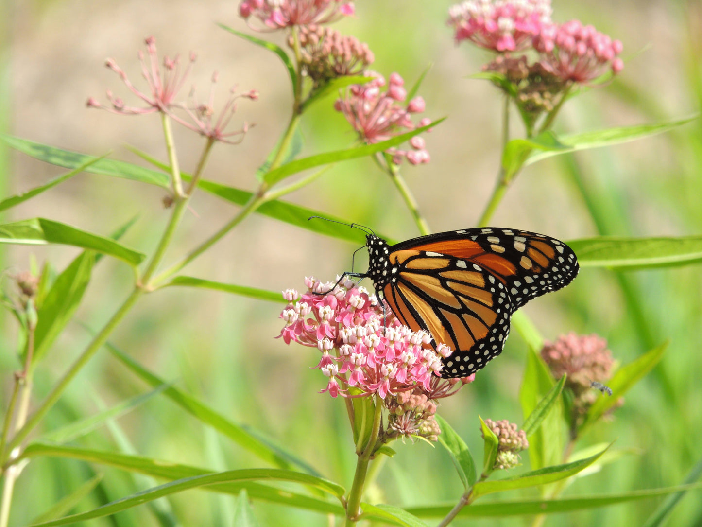 Earth Day Don't Hesitate, Pollinate - Milkweed Flower Mix