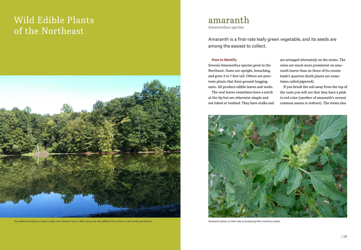 Northeast Foraging