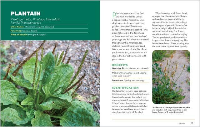 How to Forage for Medicinal Plants Without Dying