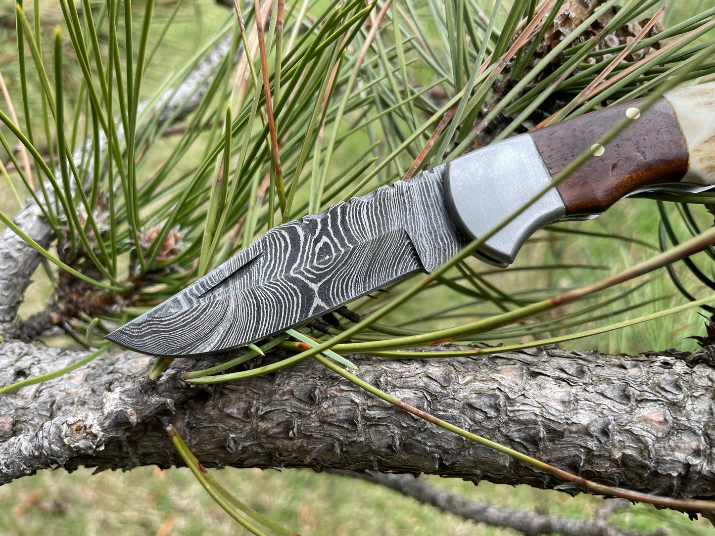 POCKET KNIFE WALNUT WOOD & STAG 6.5'' DAMASCUS STEEL TF-019